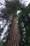 redwoo20.jpg