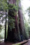 redwoo33.jpg