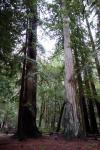 redwoo36.jpg