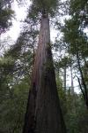 redwoo39.jpg