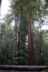 redwoo41.jpg