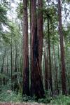 redwoo55.jpg