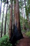 redwoo70.jpg