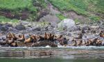 Raikoke-seals-17-07-2014_02.jpg