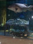 fish2832.jpg