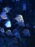 fish2838.jpg
