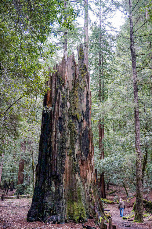 09-redwoods2.jpg