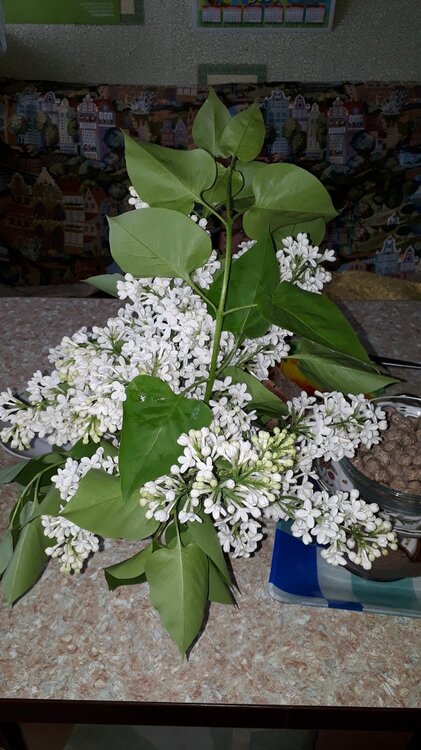 15.05.2019   (36).jpg