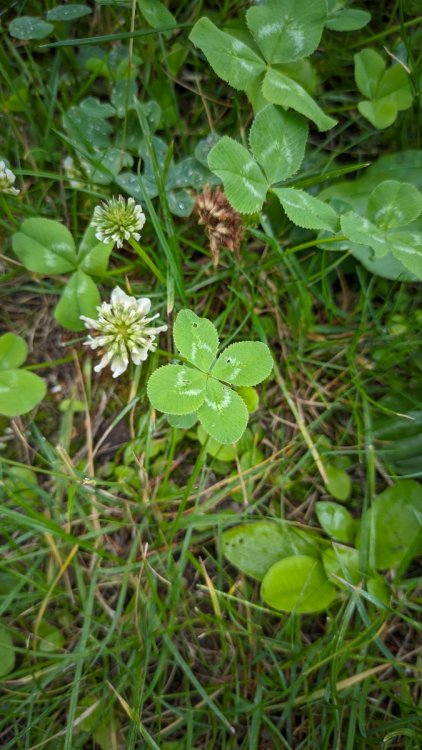 LMC_20240802_132623_moto g9.jpg